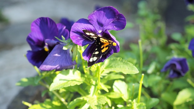 Flor de pensamiento o viola en hokkaido, japón.