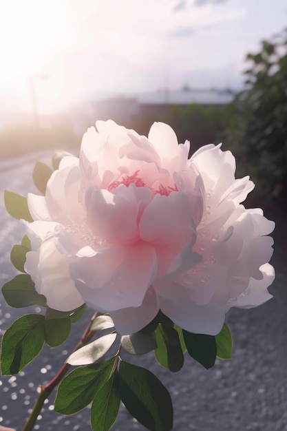 Una flor de peonía al sol.