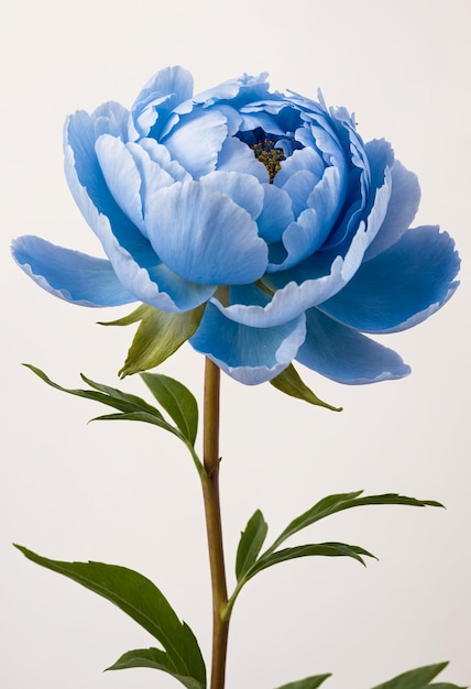 Flor de peonía azul sobre un fondo blanco