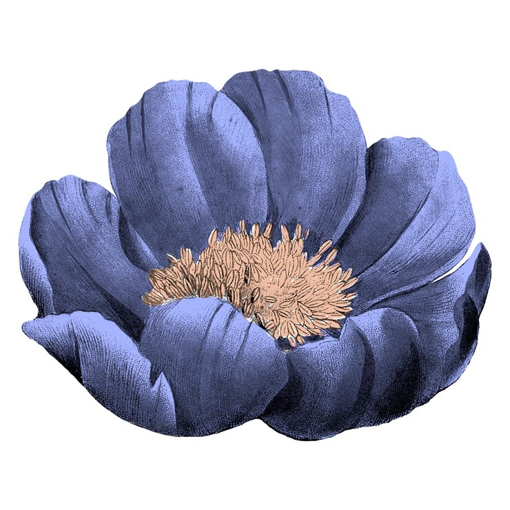 La flor de la peonía azul
