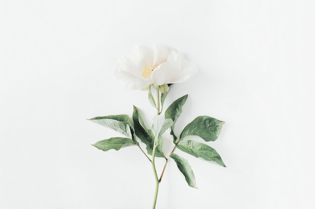 Flor de peonía beige solitaria