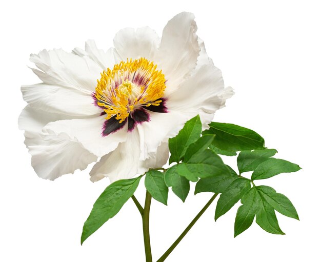 Flor de peonía blanca aislada sobre un fondo blanco Objeto de patrón floral Vista superior plana