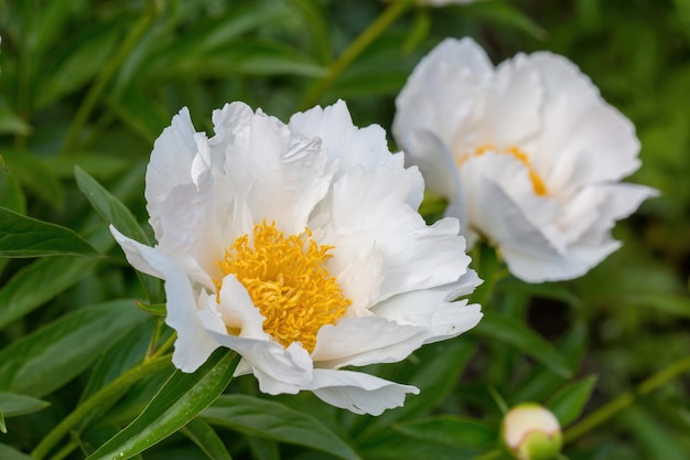 Flor de peonía blanca con estambres amarillos en el jardín en un día soleado