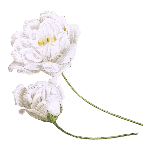 Flor de peonía blanca pegatina png de fondo transparente