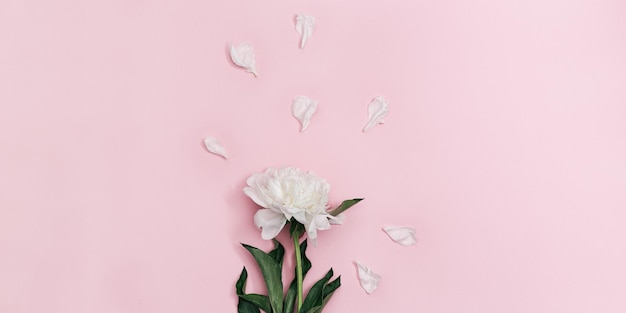 Flor de peonía blanca y pétalos de mosca sobre fondo rosa Peonía delicada floreciente de verano