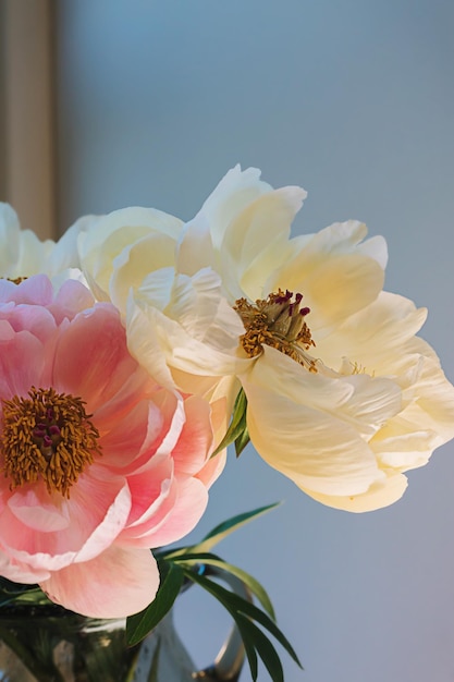 Flor de peonía blanca rosa esponjosa floreciente de cerca sobre un elegante fondo beige pastel mínimo Composición floral creativa Impresionante papel tapiz botánico o tarjeta de felicitación vívida