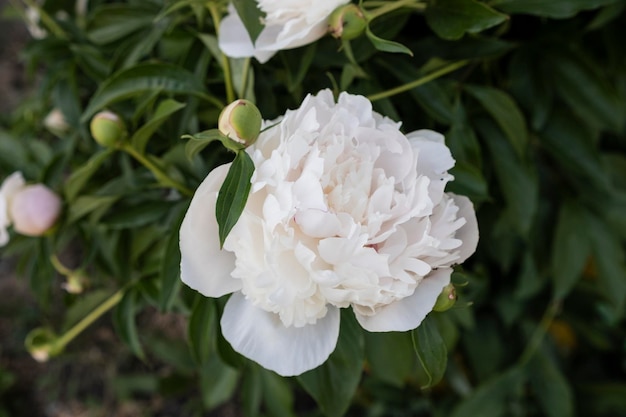 Foto flor de peonía blanca sobre un fondo de hojas verdes en el jardín