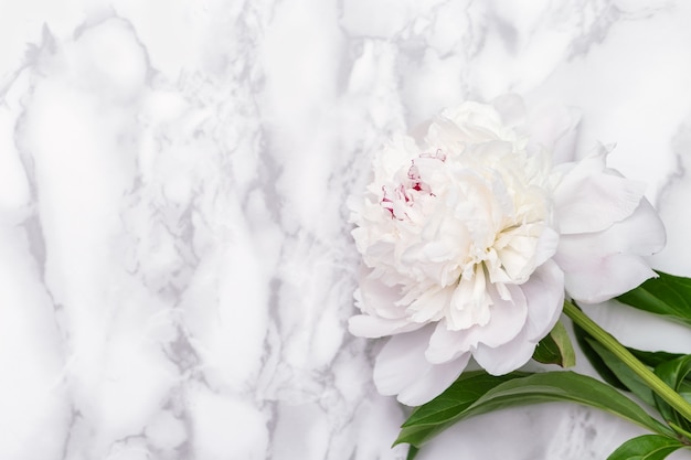 Flor de peonía blanca sobre fondo de mármol. Postal para el día de la madre, día de la mujer, tarjeta de invitación de boda.