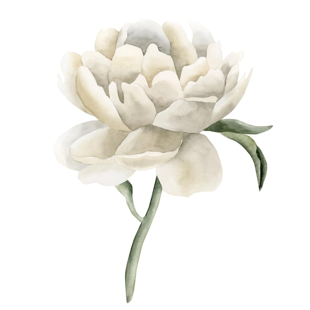 Flor de peonía blanca sobre un tallo con hojas verdes Ilustración floral acuarela aislada en blanco