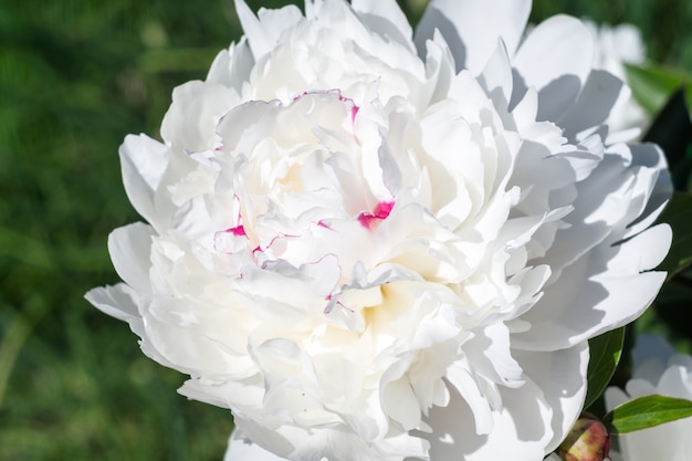 Flor de peonía blanca