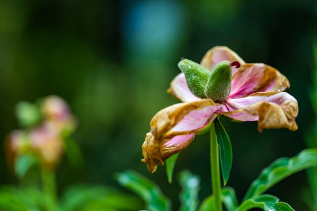 Flor de peonía común