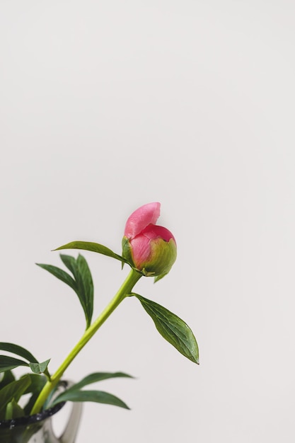 Una flor de peonía de coral rojo rosa floreciente con hoja verde y tallo sobre fondo gris blanco mínimo con espacio de copia Composición floral Fondo de pantalla de botánica o tarjeta de felicitación Cierre creativo