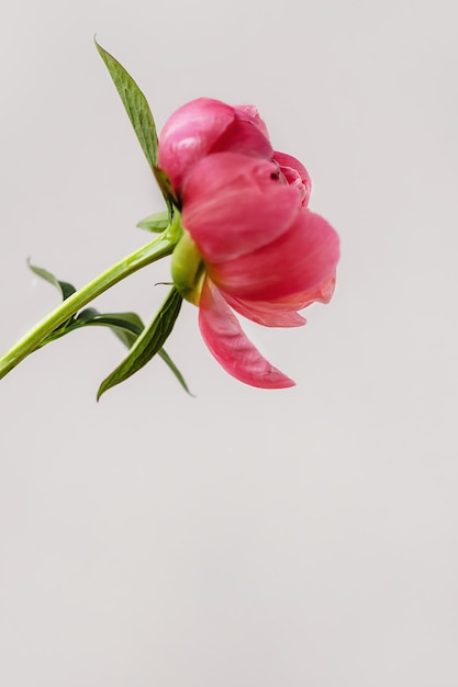 Una flor de peonía de coral rojo rosa floreciente con hoja verde y tallo sobre fondo gris blanco mínimo con espacio de copia Composición floral Fondo de pantalla de botánica o tarjeta de felicitación Cierre creativo