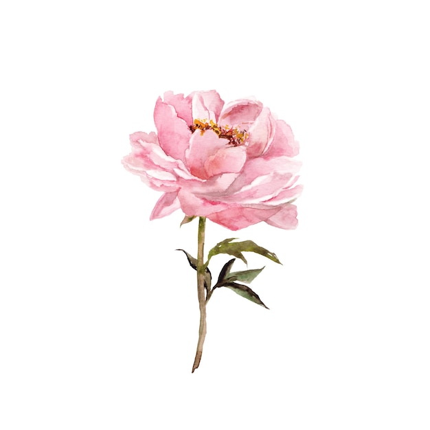 Flor de peonía Elemento floral rosa suave acuarela para decoración de invitación de boda