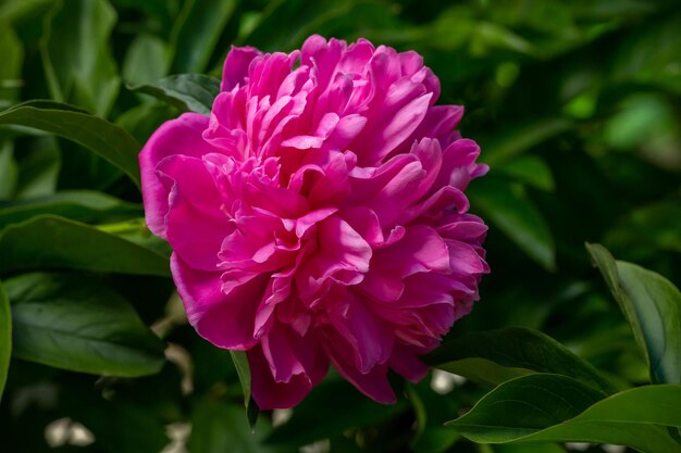 Flor de peonía esponjosa de jardín floreciente con pétalos de rosa en la foto de primer plano de verano