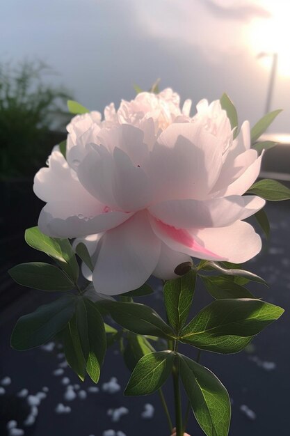 Una flor de peonía está floreciendo frente al sol.