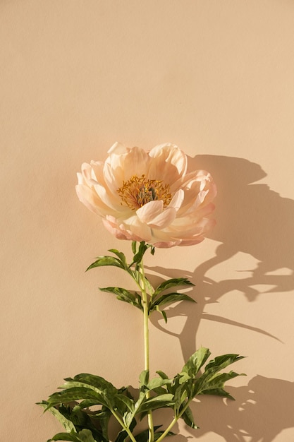 Flor de peonía estética elegante con sombras de luz solar sobre fondo beige melocotón neutro