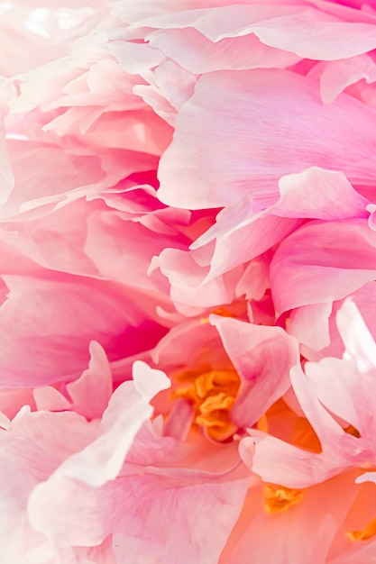 Flor de peonía en un jardín de belleza floral y fondo botánico para invitación de boda y tarjeta de felicitación concepto de naturaleza y medio ambiente