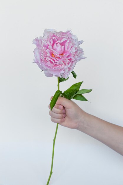 Flor de peonía en las manos de una mujer joven hermosa Fondo rosa