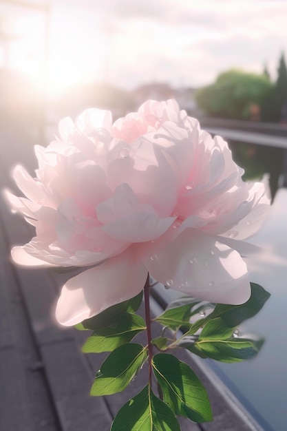 Una flor de peonía en una olla con gotas de agua.