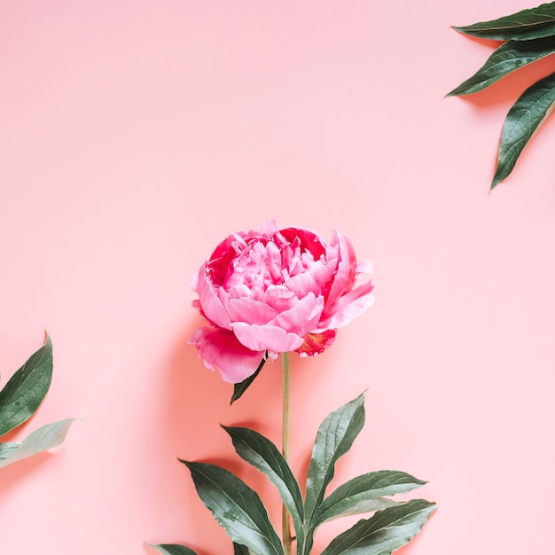 Una flor de peonía en plena floración de color rosa vibrante aislado sobre fondo rosa pálido. endecha plana, vista superior, espacio para texto. cuadrado