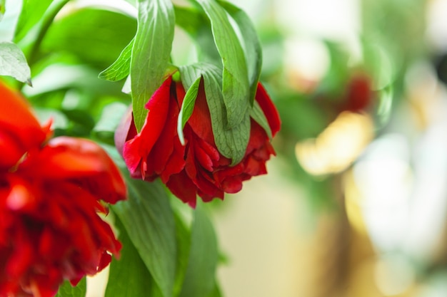 Flor de peonía roja floreciente grande en primavera. Saludos del dia de la madre