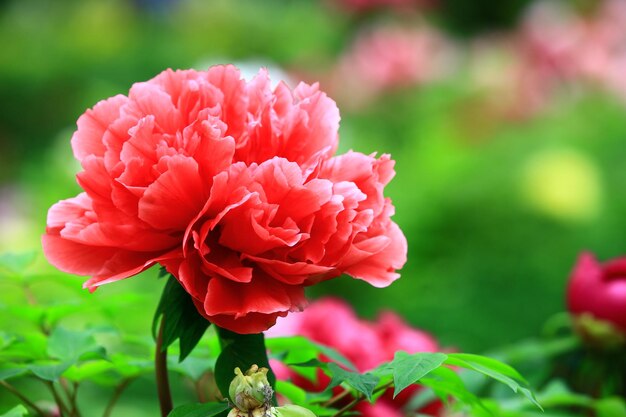 Flor de peonía roja floreciente