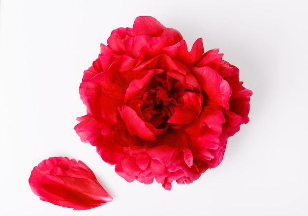 Flor de peonía roja y pétalos aislados sobre fondo blanco concepto de día de la boda de san valentín de las madres de cumpleaños | Foto Premium Flor de peonía roja y pétalos aislados sobre fondo blanco concepto de día de la boda de san valentín de las madres de cumpleaños | Foto Premium