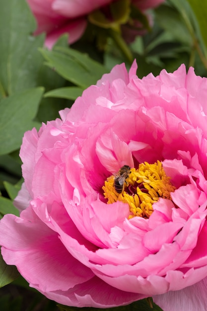 Flor de peonía rosa con abeja