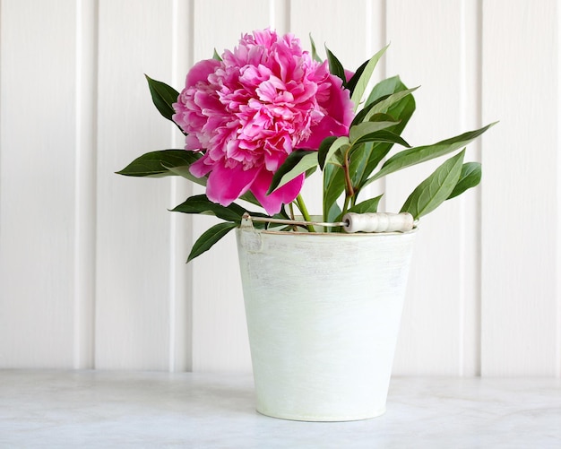 Flor de peonía rosa en un cubo decorativo