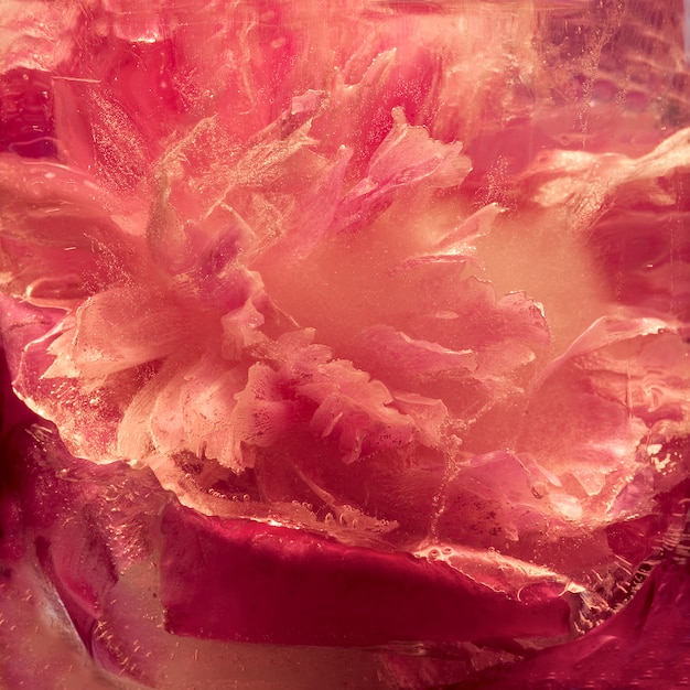 Flor de peonía rosa en cubo de hielo con burbujas de aire.