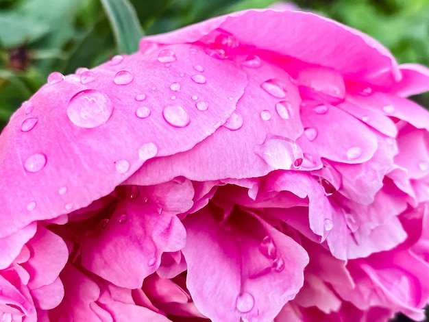 flor de peonía rosa después de las gotas de lluvia