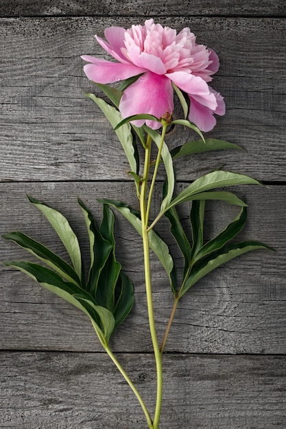 Flor de peonía rosa en flor en la superficie de los viejos tableros con textura