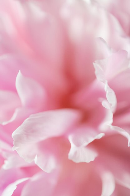 Flor de peonía rosa floreciente Fondo de peonías de flor hermosa