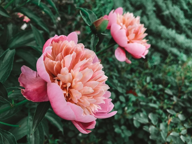 Flor de peonía rosa en el fondo del jardín