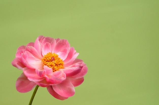 Flor de peonía rosa para el fondo