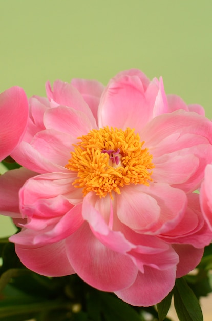 Foto flor de peonía rosa para el fondo