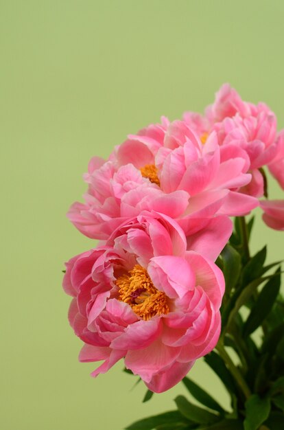 Flor de peonía rosa para el fondo