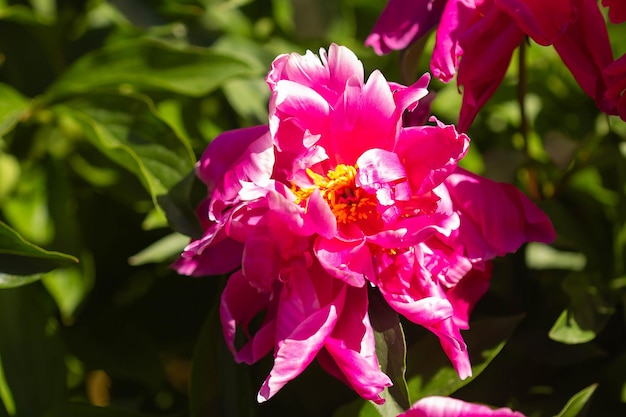 flor de peonía rosa oscuro en flor en primavera sobre un fondo de hojas verdes