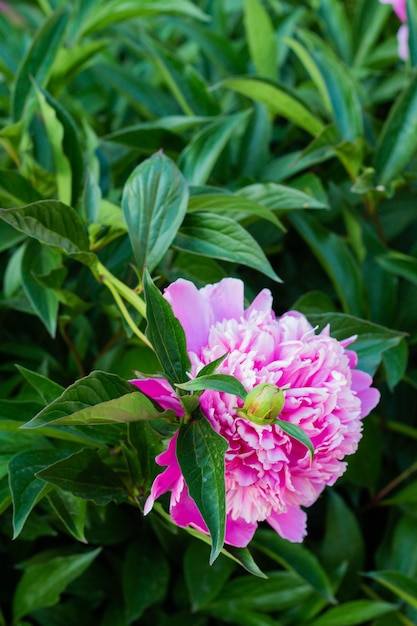 Flor de peonía rosa que crece en el jardín