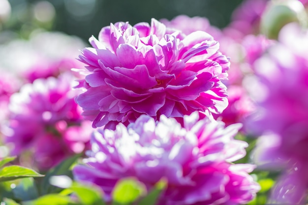 Flor peonia rosa