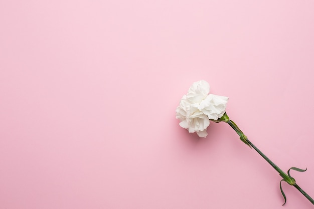 Flor de peonía suavemente blanca aislada en rosa