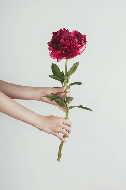 Flor de peonía violeta fresca en manos de mujer en blanco