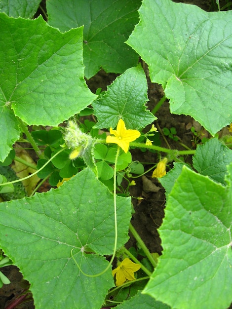 Flor de un pepino con hojas