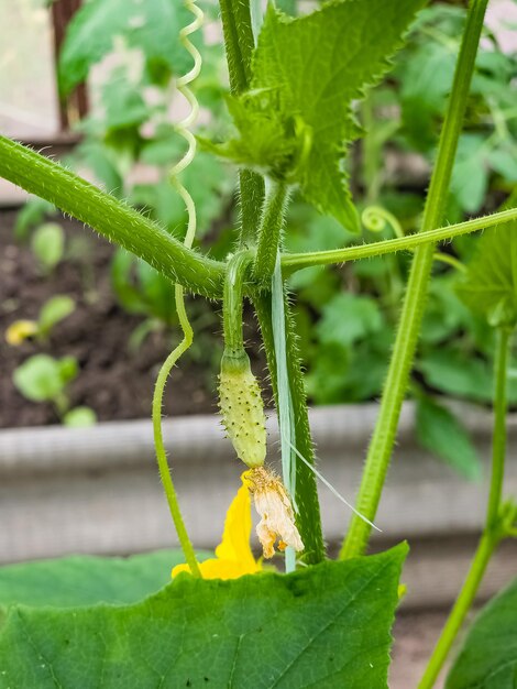 Una flor en un pepino joven que crece en una vid en un invernadero doméstico Cultivo de pepinos