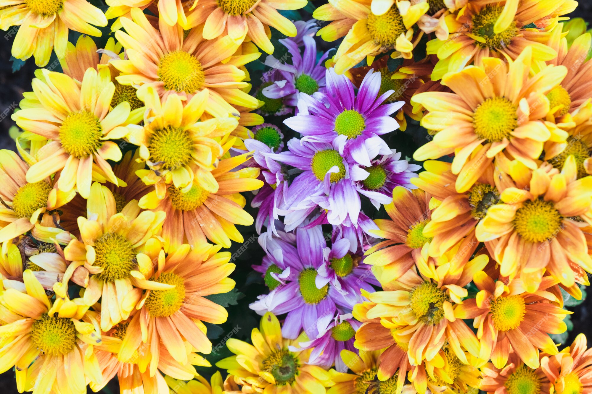 Flor pequena colorida da margarida em um jardim. | Foto Premium