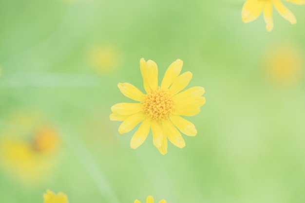 Flor pequena estrela amarela em foco suave