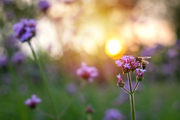 Flor pequeña púrpura de la verbena con la abeja en sol de la mañana