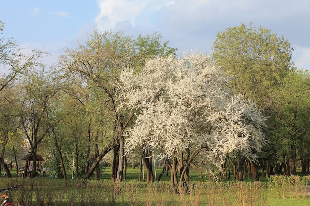 Flor de pera en el jardín de primavera