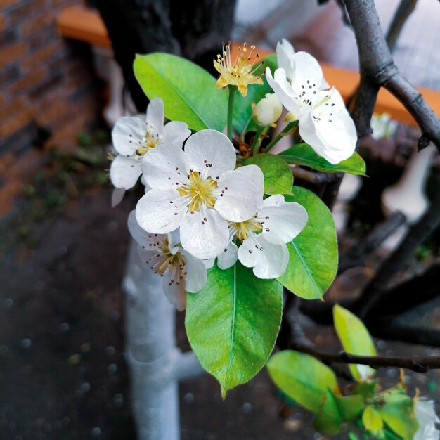 Foto flor de peral